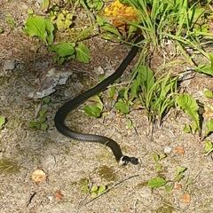 Natrix natrix natrix