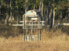 Psephotus chrysopterygius