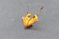 Himantopterus