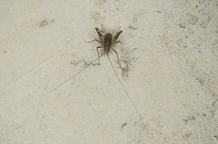 Tachycines asynamorus