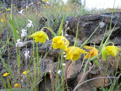 Calochortus amabilis