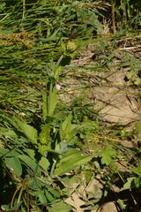 Astrantia major