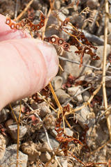 Hippocrepis ciliata
