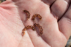 Hippocrepis ciliata