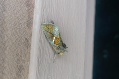 Erythroplusia pyropia