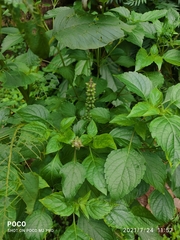 Ocimum kilimandscharicum