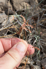 Hippocrepis ciliata