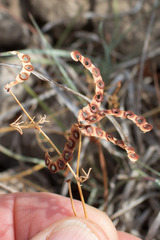 Hippocrepis ciliata