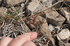 Hippocrepis ciliata
