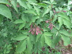 Fraxinus sieboldiana
