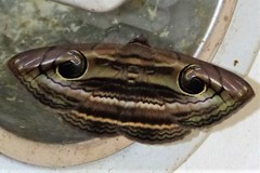 Spirama helicina