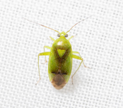 Neolygus contaminatus
