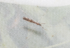 Empicoris vagabundus