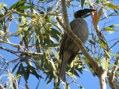 Philemon buceroides yorki