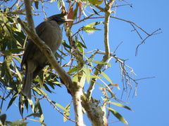 Philemon buceroides yorki