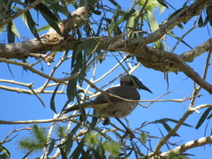 Philemon buceroides yorki