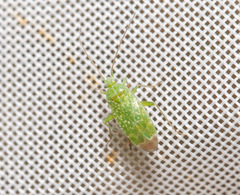 Orthotylus flavosparsus