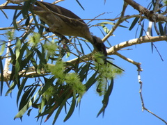 Philemon buceroides yorki