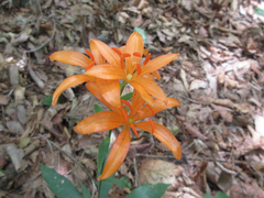 Lilium tsingtauense