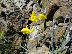 Calochortus amabilis