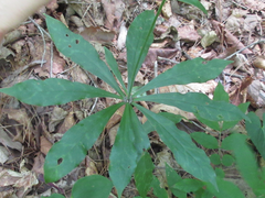 Lilium tsingtauense