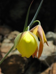 Calochortus raichei