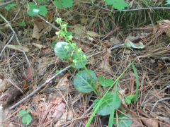 Pyrola japonica