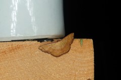 Pylargosceles steganioides