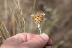 Centaurea collina