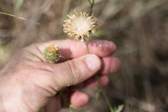 Centaurea collina