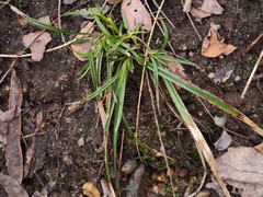 Carex pedunculata