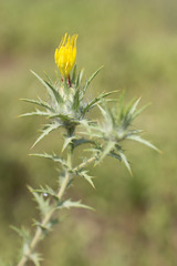 Carthamus lanatus