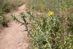 Carthamus lanatus