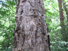 Betula dauurica