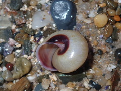 Ponderconcha murphyi