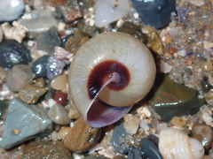 Ponderconcha murphyi