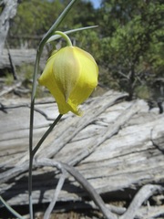 Calochortus raichei