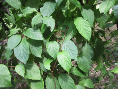 Schisandra chinensis