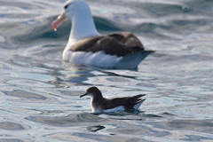 Puffinus gavia