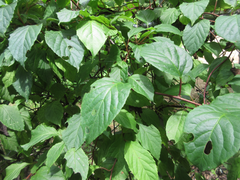 Schisandra chinensis