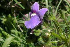 Nemesia caerulea