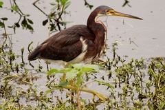 Egretta tricolor image