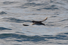 Puffinus gavia