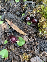 Corybas recurvus