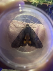 Catocala gracilis