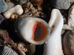 Nerita erythrostoma
