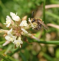 Andrena