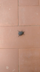 Protaetia morio