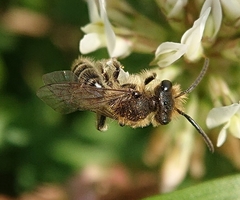 Andrena