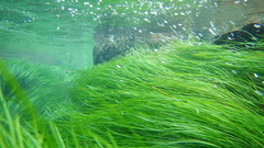 Eriocaulon tonkinense